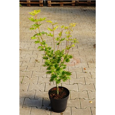 Acer shirasawanum 'Jordan'	C 4,5	40-50