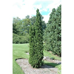 Thuja occidentalis 'Degroot Spire'	C3 30-40 cm