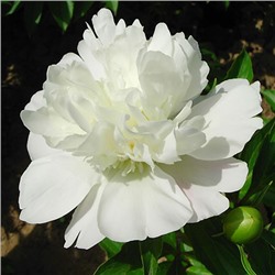 Paeonia herbaceous Ling Long Yu (tube) Пион травянистый Снежный Лотос