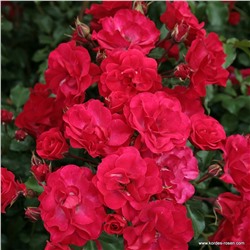 Rosa floribunda Rotilia