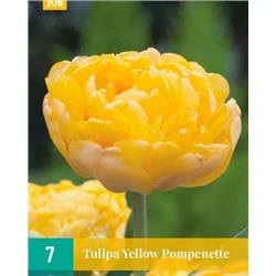 Yellow Pompenette [11/12] 7шт