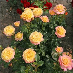 Rosa floribunda Rose Der Hoffnung
