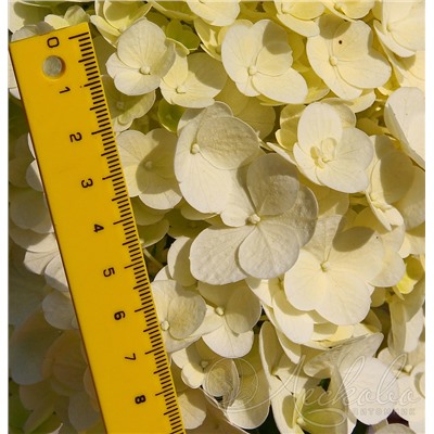 Гортензия метельчатая (Hydrangea paniculata `Sundae Fraise`)	С 10