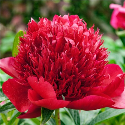 Paeonia herbaceous Red Charm (tube) Пион травянистый Ред Шарм