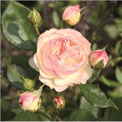 Rosa floribunda Pastella