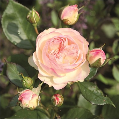Rosa floribunda Pastella