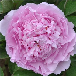 Paeonia tree Lin Hua Zhan Lu (tube) Прозрачная роса