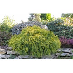 Chamaecyparis pisifera 'Sungold'	C2 20-25 cm