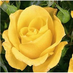 Rosa floribunda Goldquelle