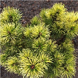 Pinus mugo 'Sunshine' 30-40 cm met kluit