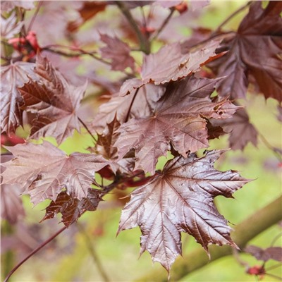 Acer platanoides 'Royal Red' С5 Ра 100-120