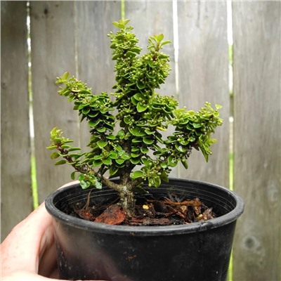 Ilex crenata 'Jersey Jewel' 12-15 cm cont. 2,0L