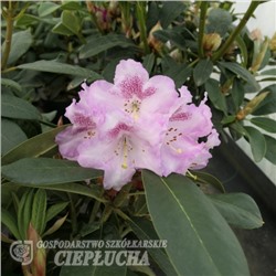 Rhododendron hybriden Bouzov