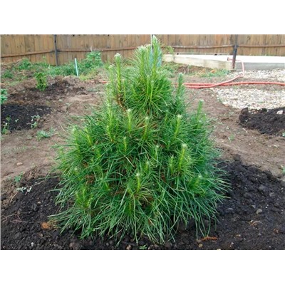 Pinus sylv. 'Xawery'	40-50 cm met kluit