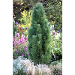 Pinus nigra 'Green Tower' 50-60 cm cont. 10L