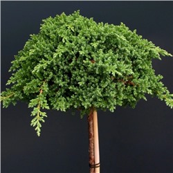 Juniperus procumbens 'Nana' 90 cm stam cont. 5,0L