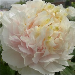 Paeonia tree Huang cui yu (tube)  Пион древовидный Золотой изумруд