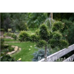 Larix decidua 'Krejci'	75cm stam cont. 5,0L