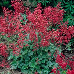 Гейхера кроваво-красная (Heuchera sanguinea `Ruby Bells`)С2