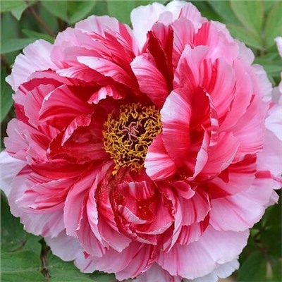 Paeonia tree Dao Jin (tube)  Пион древовидный Ред виз Пинк