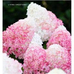 Hydrangea paniculata Pink and Rose/ Пинк энд Роуз 1 л