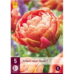 Tulipa Copper Image * 12/+ * 5 шт