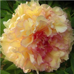 Paeonia tree Jin Ge (tube)  Пион древовидный Золотая Россыпь