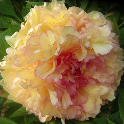 Paeonia tree Jin Ge (tube)  Пион древовидный Золотая Россыпь