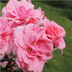 Rosa floribunda Lancelot