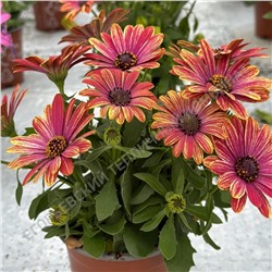 Остеоспермум Cape Daisy Zanzibar Fireworks Red,