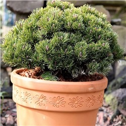 Pinus mugo 'Picobello'	C2 20-25