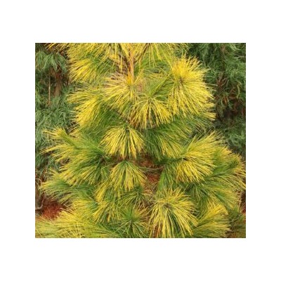 Pinus strobus 'Pacific Sunrise' 50-60 cm cont. 10L