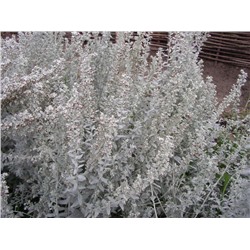 Полынь Людовика (Artemisia ludoviciana) C2-C3