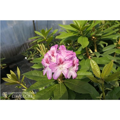 Rhododendron hybriden Ještěd