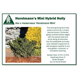 Ilex meservae 'Horstmann Mini' 30-40 cm cont. 7,5L