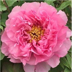 Paeonia tree Rou Fu Rong (tube)  Пион древовидный Розовый Лотос