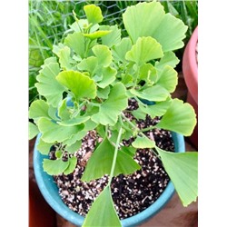 Ginkgo biloba 'Little Leaf' 50-60 cm cont. 7,5L