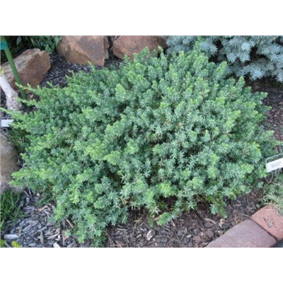 Juniperus conferta 'Blue Pacific'	C2