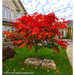 Acer 	jap. Aconitifolium / Wu kong que	ОКС ( голый корень )