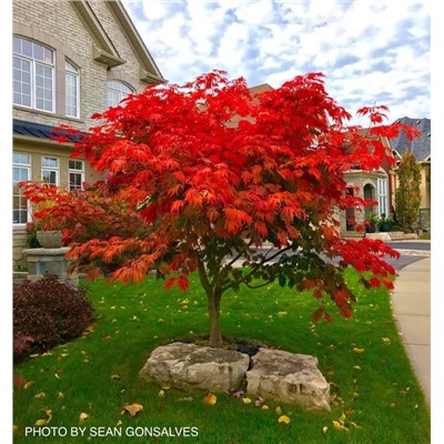 Acer 	jap. Aconitifolium / Wu kong que	ОКС ( голый корень )