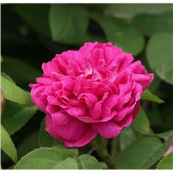 Rosa rugoza Hansa (ругоза)