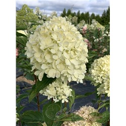 Гортензия метельчатая (Hydrangea paniculata `Cotton Cream`)	С 7,5