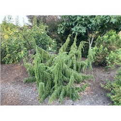 Juniperus communis 'Oblonga Pendula'	70-80 cm cont. 3,0L