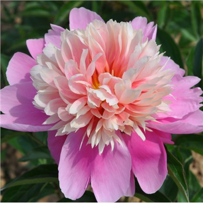 Paeonia herbaceous Lian Tai (tube) Пион травянистый Сердце Короля