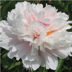 Paeonia herbaceous Fen Pan Cang Zhu (tube) Пион травянистый Жемчужное Ожерелье