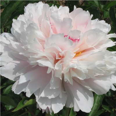 Paeonia herbaceous Fen Pan Cang Zhu (tube) Пион травянистый Жемчужное Ожерелье