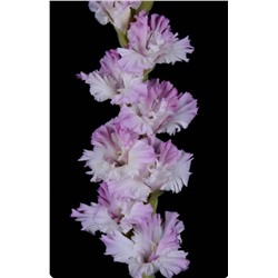 Гладиолус крупноцветковый Орхид Лейс