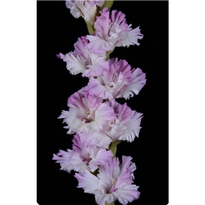 Гладиолус крупноцветковый Орхид Лейс