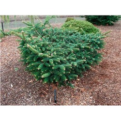 Abies cephalonica 'Meyer's Dwarf' 30-40 cm cont. 7,5L