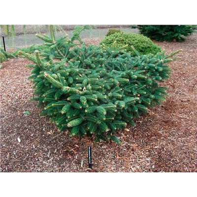 Abies cephalonica 'Meyer's Dwarf' 30-40 cm cont. 7,5L